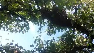 Небольшой рой привился на грушу