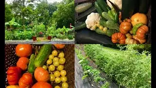 July Garden Tour ~ New Row Garden & Harvesting!