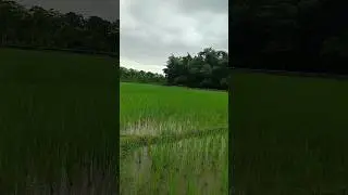 সেউজীয়া পথাৰতে 🌾 বহুত দিনৰ মূৰত# minivlog # short video #moonblog#✨
