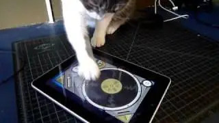 iggy scratches the ipad
