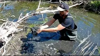 Бобр | Конкурс приманок на бобра 