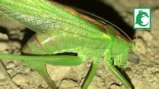 Saltamontes verde común o langosta verde