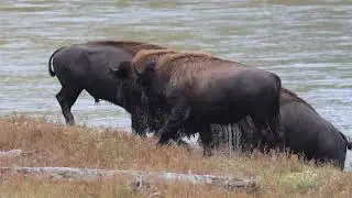 The Rut of the Bison