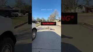 Dangerous Pitbull in the Neighborhood?! (via: animalwefareguy/TT) 