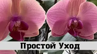 Простой Уход за Орхидеями
