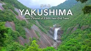 Japan’s Island of 2,000-Year-Old Trees: A Journey Through Yakushima, a World Heritage Site｜Day 1