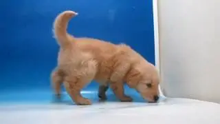 ワンラブ　ペットショップ　名古屋市　89271