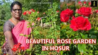 Hidden Gem : Rose Garden in Hosur 🌹#hosurvlog #rose #hosur