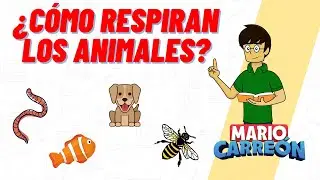 ¿Cómo Respiran los Animales?