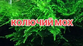 КОЛЮЧИЙ МОХ. СОДЕРЖАНИЕ В АКВАРИУМЕ