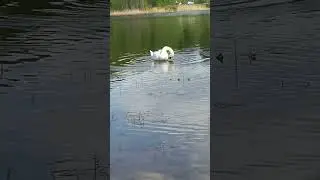 батя разговаривает с лебедем на рыбалке🤣🤣🤣🤣