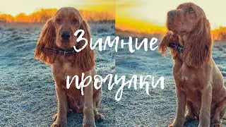 Зимние прогулки моего кокера
