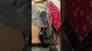 #catlover #funny