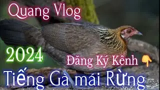Tiếng Gà Mái Rừng | Cục Tác | Gọi Trống | Hiệu Quả Cho Anh Em