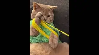 Помогатор…