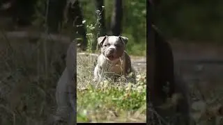 АЙ, КРАСАВЧИК!  #americanbully