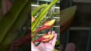 Cactus in the Judean desert | Epiphyllum