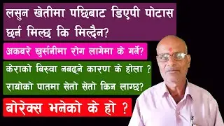 Borex भनेको के हो ? | लसुन खेतीमा डिएपी पोटास हाल्न मिल्छ कि मिल्दैन ? तपाईको जिज्ञासा बिज्ञको सुझाव