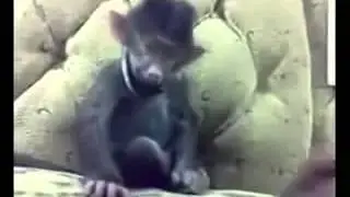 Смешной сон