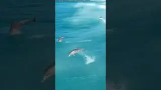 Incredible View of Dolphins playing with Sea Waves | Dolphin