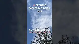 SEE BALD EAGLES IN FLORIDA !!! RARE FAMILY OUTING MAKING LOVE SOUNDS !!!