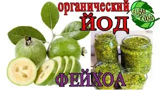 ГДЕ ВЗЯТЬ ЙОД? | ФЕЙХОА | ЗАГОТОВКА НА ЗИМУ