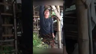 Cewek cantik ini kasih minum kambing pakai air kencingnya 