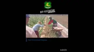 APLIKASI BAKTERI PSEUDOMONAS FLUORESCENS (Pf) PADA TANAMAN MELON ❤️DAHSYAT KHASIATNYA❤️TESTIMONI