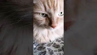 Я наглый котик сплю в твоей кроватке 