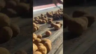 Уборка сорт Ривьера #агрономия #foodfarm #agronom #potatogrowing #seeds #agriculture #automobile
