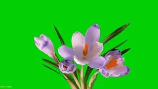 Blooming Flowers Free Green Screen | Perfect Backgrounds for Your Creative Projects!