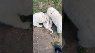 1 minute of puppy LOVE 🐶 #puppy #dogs #animals #shorts