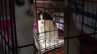 Красивые и породистые котики тоже оказываются на улице💔 Читайте историю Розмари в комментариях🙏🏻