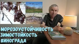 Морозоустойчивость .Зимостойкость.Винограда