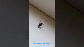 Алланың ризығы сенің мықтылығыңа, әлсіздігіңе, үлкен және кішкентай болғаныңа қарамайды.