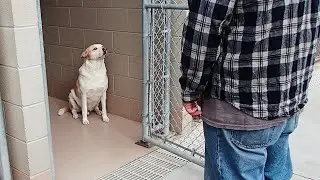 The shelter dog began to cry when he recognized the man standing in front of him.