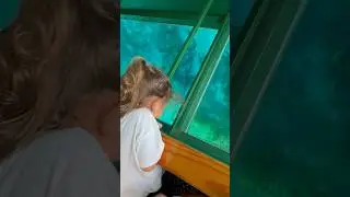 Silver Springs Glass Bottom Boats #florida #alligator