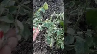 Всем кто переживал за мою розу Этруску