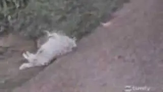 perro-picor espalda