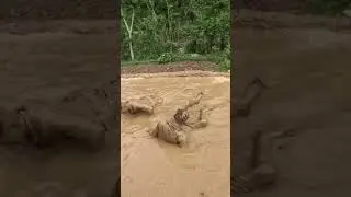 gaule hile kushti full video harnu hola 🤼🙅 