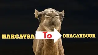 Waxay ku noqotay xeradeedii oo kutaala dhagaxbuur #camel #animals .