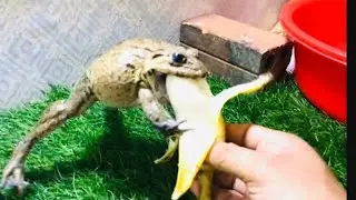 Funny animals/ frog vs banana 🍌