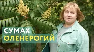 Сумах оленерогий: настоящее украшение сада