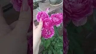 Роза Шахерезада