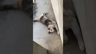 Why she was happy? #shorts #cat #cutecat #cuteanimals