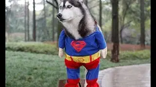 best 10 dogs clothes ..!