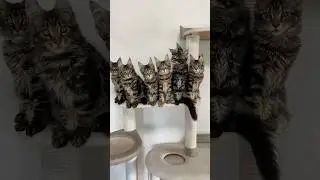 Мейн-куны котята возраст 4 месяца