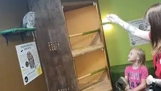 Кормление совы