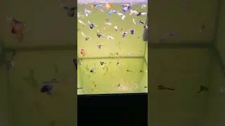 Гуппі мікс