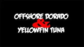 Offshore Dorado & Yellowfin Tuna